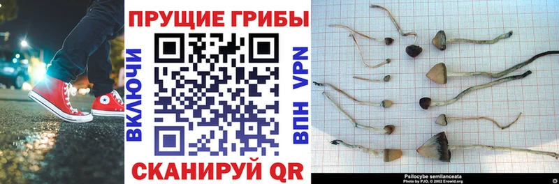 Галлюциногенные грибы мухоморы  Купить где  Дмитров 